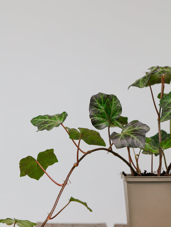 Ivy as a companion to an Olive tree.